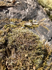Grimmia decipiens