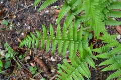 Dryopteris affinis
