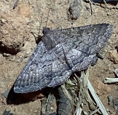 Eudesmeola lawsoni