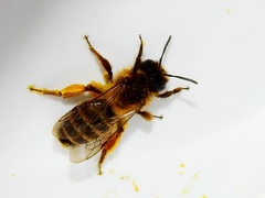 Andrena flavipes