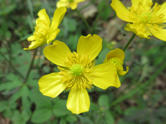 Ranunculus japonicus