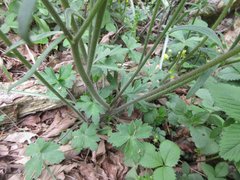 Ranunculus japonicus