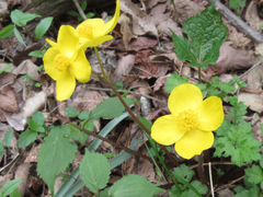 Coreanomecon hylomeconoides