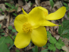 Coreanomecon hylomeconoides