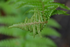 Dryopteris affinis