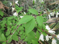 Deutzia uniflora