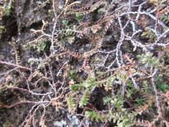 Selaginella rossii