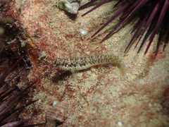 Omobranchus germaini