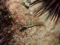 Omobranchus germaini