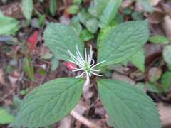 Chloranthus fortunei