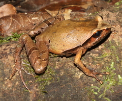 Plethodontohyla inguinalis
