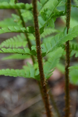 Dryopteris affinis