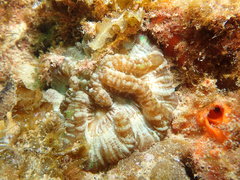 Australophyllia wilsoni