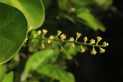 Coccoloba fuertesii
