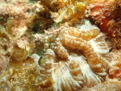 Australophyllia wilsoni