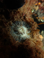 Australophyllia wilsoni