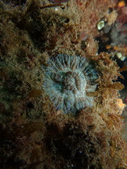 Australophyllia wilsoni