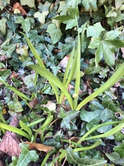 Tulipa sylvestris