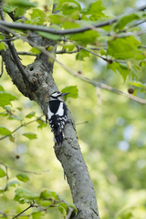 Dendrocopos major