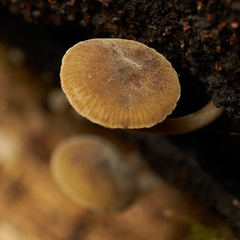 Simocybe centunculus var. centunculus image