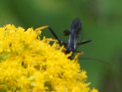 Exetastes suaveolens