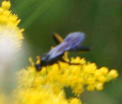 Exetastes suaveolens