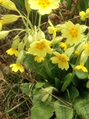 Primula elatior
