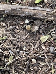 Dasymutilla magna