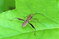Riptortus linearis