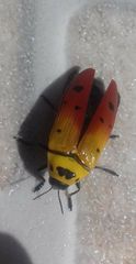 Conognatha excellens