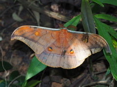 Antheraea formosana
