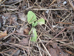 Primula veris macrocalyx
