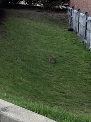Sylvilagus floridanus