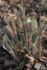 Pulsatilla orientali-sibirica