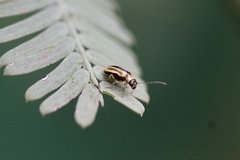 Monolepta subsuturalis