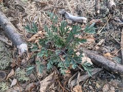 Capnoides sempervirens