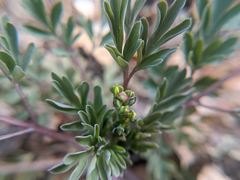 Capnoides sempervirens