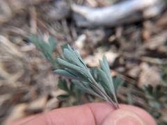 Capnoides sempervirens