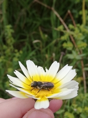 Osmia latreillei