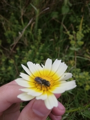 Osmia latreillei