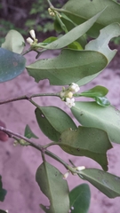 Peponidium