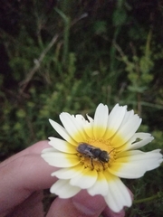 Osmia latreillei