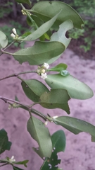 Peponidium