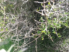 Coprosma propinqua propinqua
