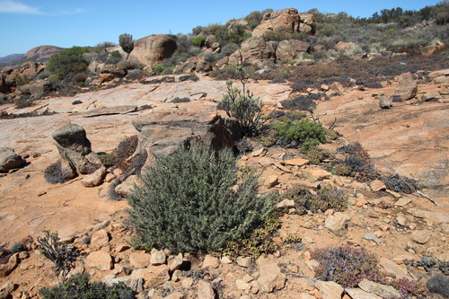 Monsonia l'heritieri 3