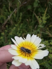 Osmia latreillei