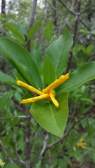 Arboa integrifolia image