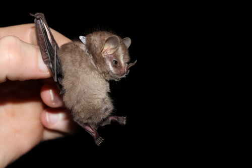 Southern Little Yellow-eared Bat