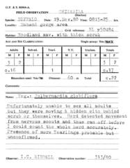 Syncerus caffer caffer