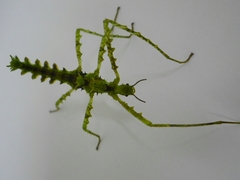 Cnipsomorpha